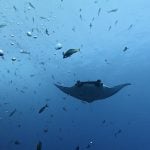 Giant manta ray pups in Central America stay in shallow coastal waters until they are large enough
