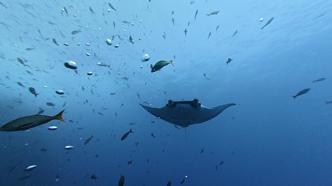 Giant manta ray pups in Central America stay in shallow coastal waters until they are large enough
